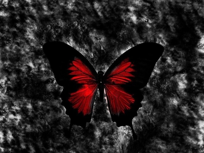 Red Butterfly on Black