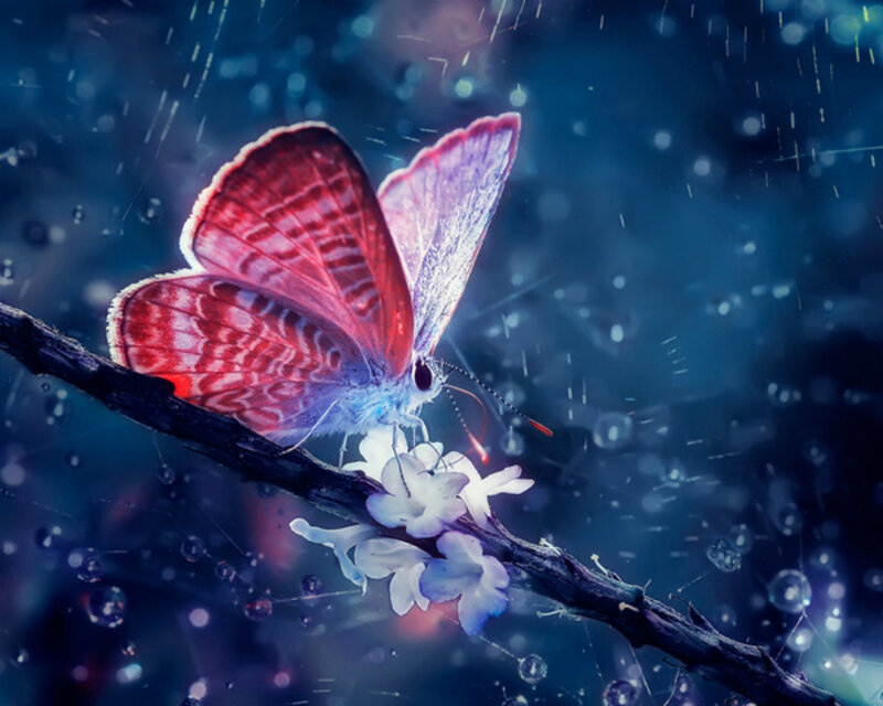 Red Butterfly on Branch — Blue