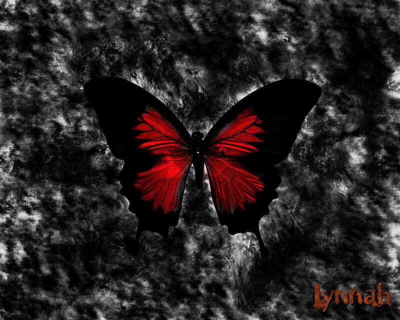 Red butterfly on dark background
