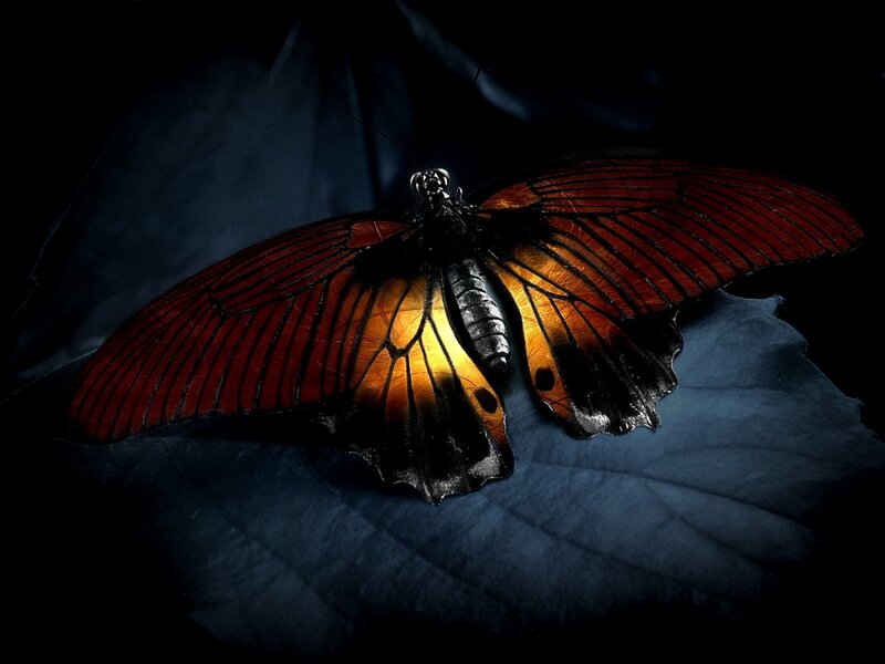 Red butterfly on dark leaf