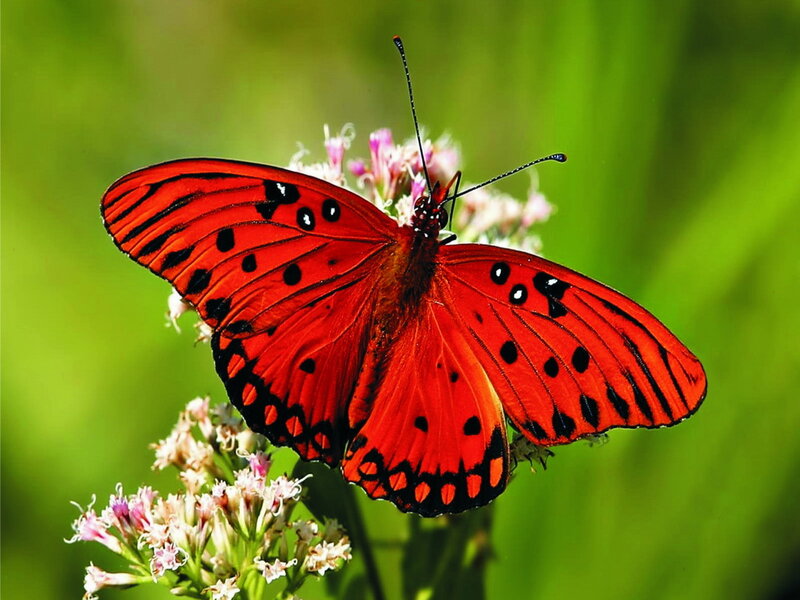 Red Butterfly on Flower — Natural