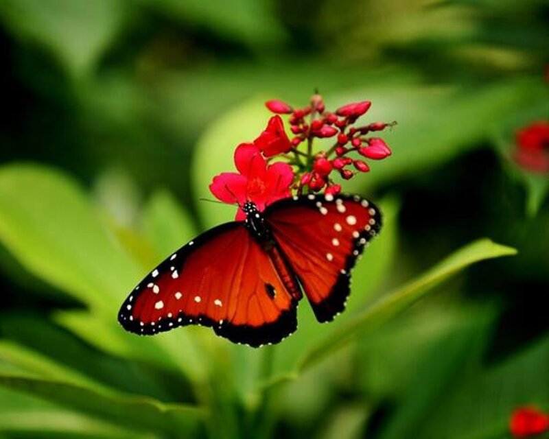 Red Butterfly on Flower — Serene, Afternoon