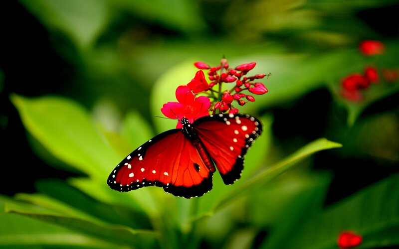 Red Butterfly on Flower — Serene