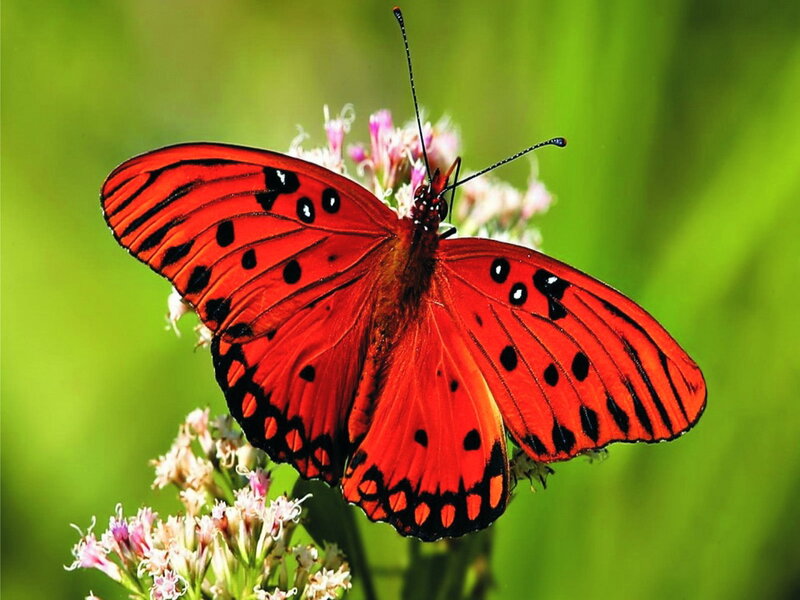 Red Butterfly on Flower