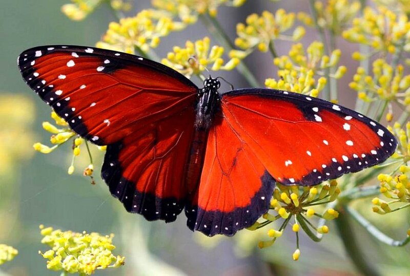 Red Butterfly on Flowers — Calm