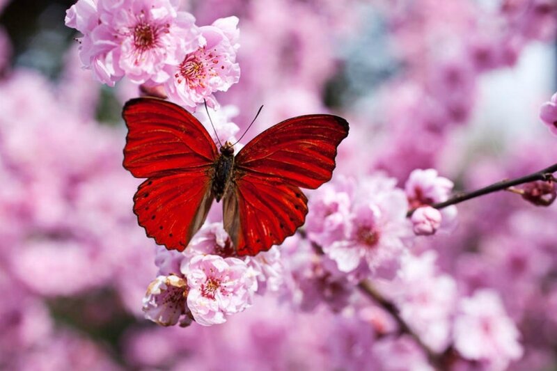 Red Butterfly on Flowers — Serene, Spring