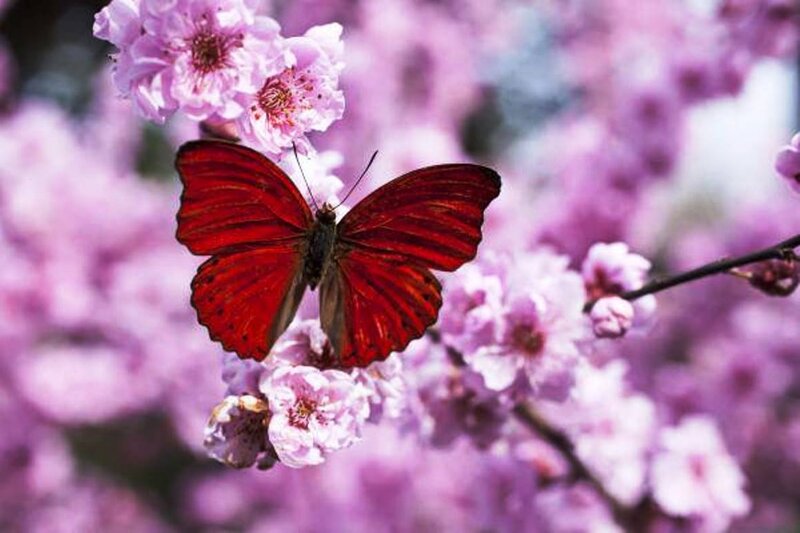 Red Butterfly on Flowers — Serene