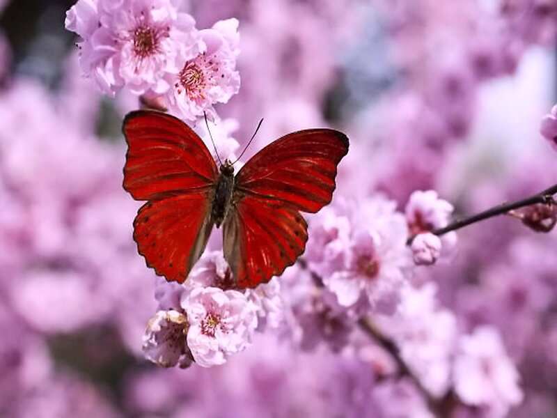 Red Butterfly on Flowers