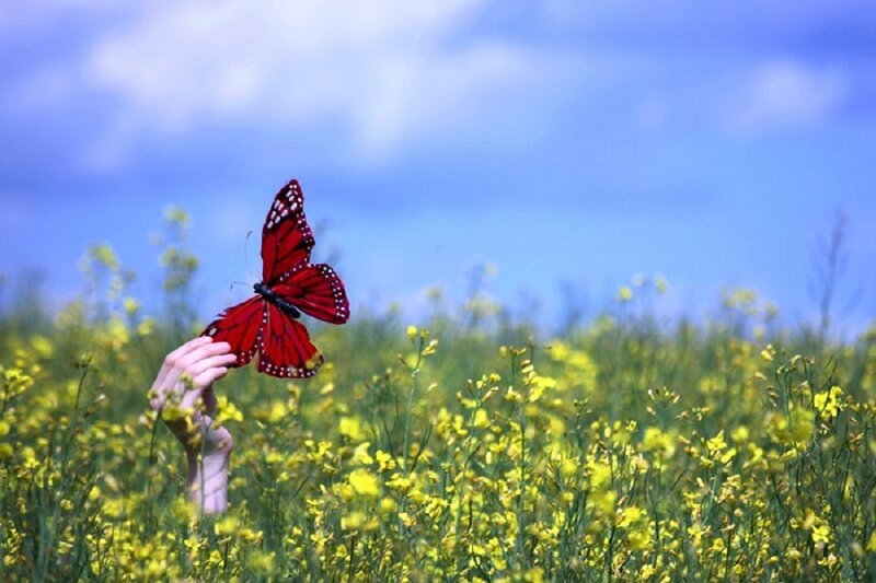 Red Butterfly on Hand