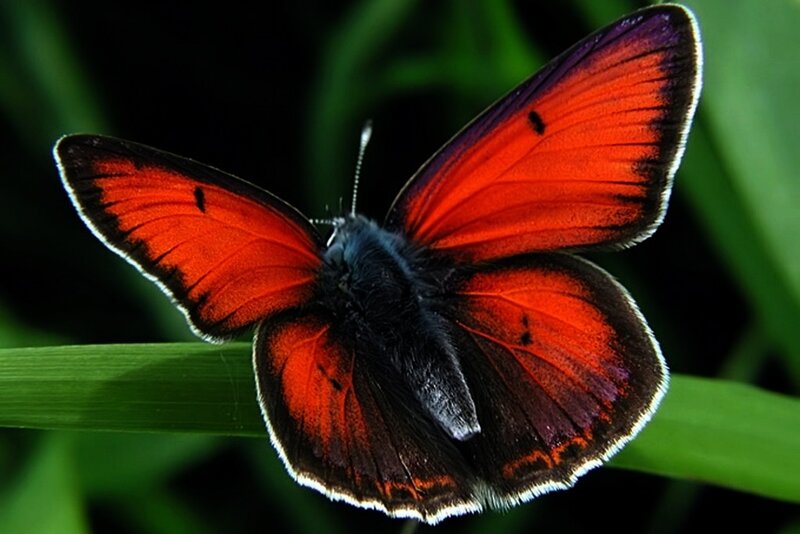 Red Butterfly on Leaf