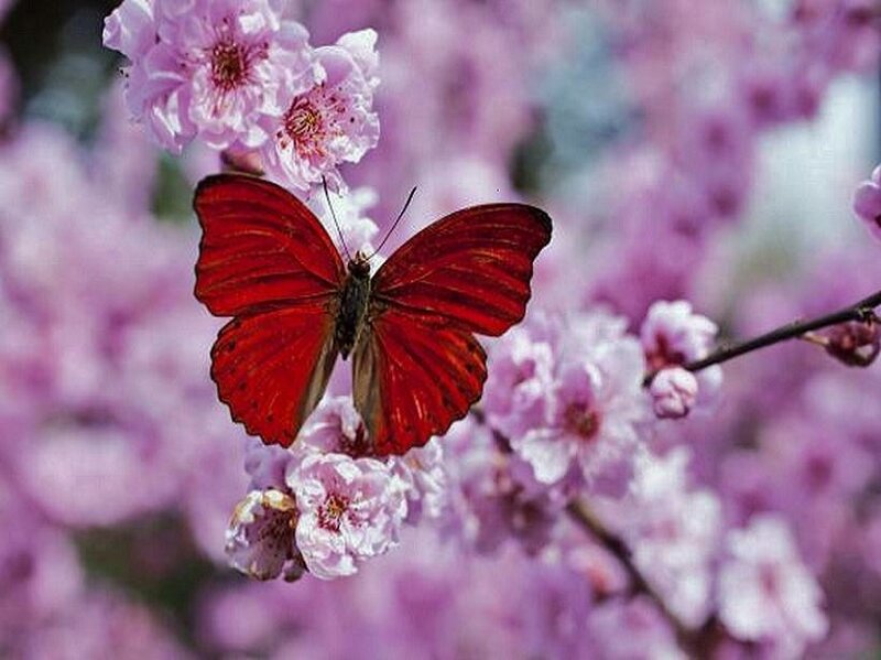 Red butterfly on pink blossoms