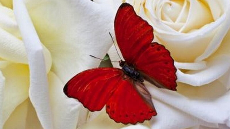 Red Butterfly on Rose
