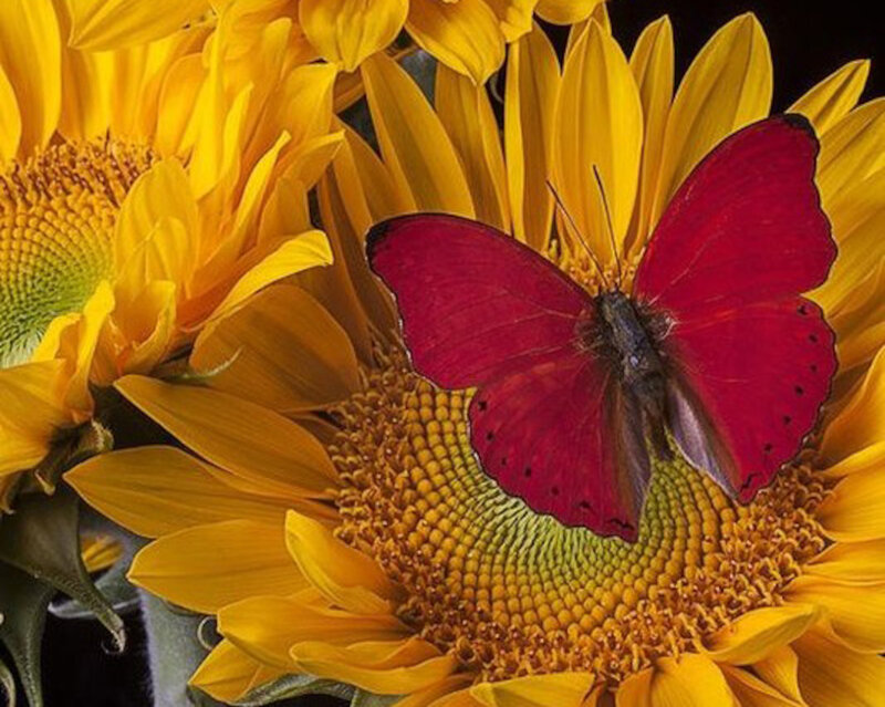 Red Butterfly on Sunflower