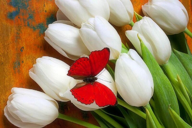 Red Butterfly on Tulips