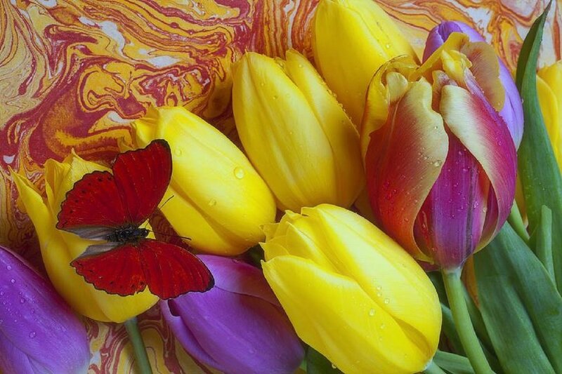 Red Butterfly on Tulips — Yellow