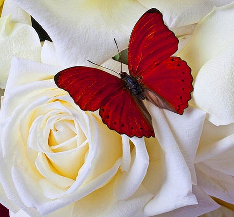 Red Butterfly on White Rose — Serene, Photograph