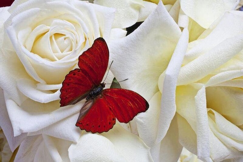 Red Butterfly on White Rose — Serene