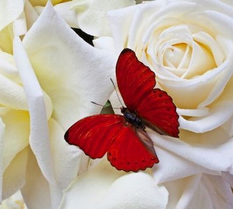 Red Butterfly on White Rose