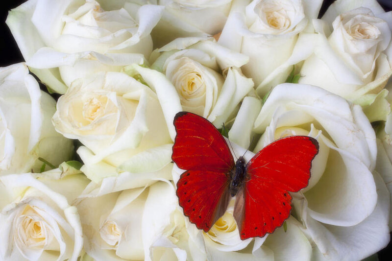 Red Butterfly on White Roses