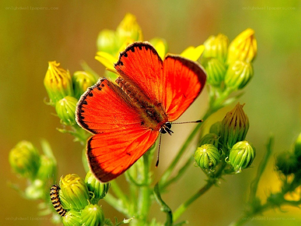 Red butterfly on yellow flowers