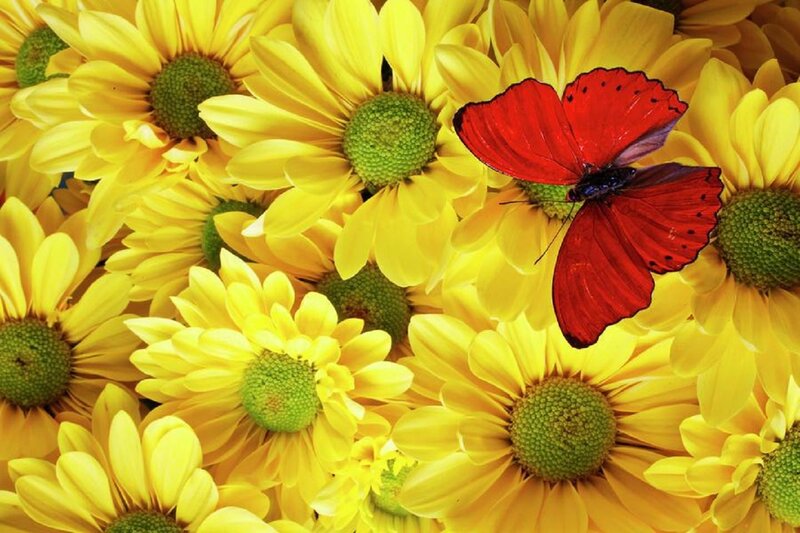 Red Butterfly on Yellow Flowers — Vibrant