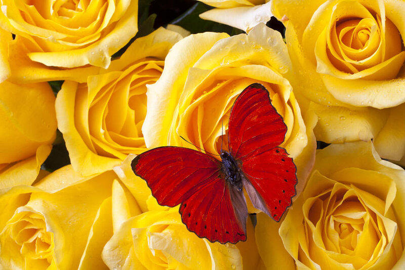 Red Butterfly on Yellow Roses