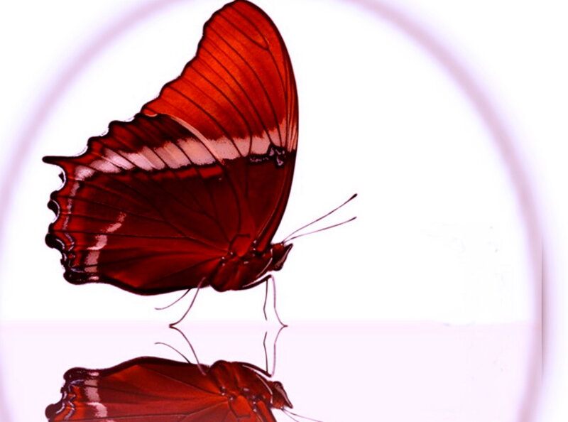 Red Butterfly — Serene