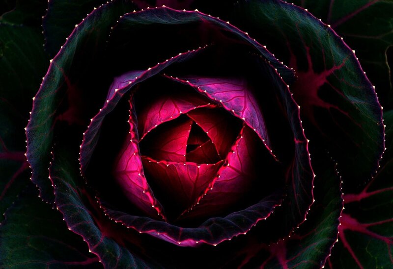 Red Cabbage Head