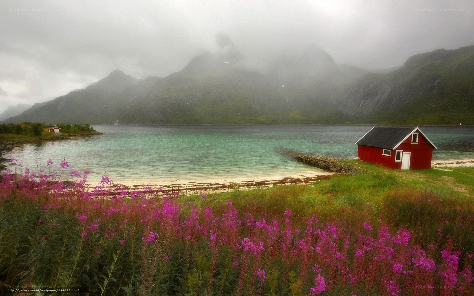 Red cabin by fjord with purple flowers