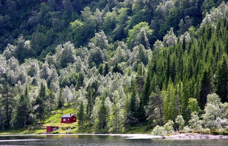Red cabin in forest by lake