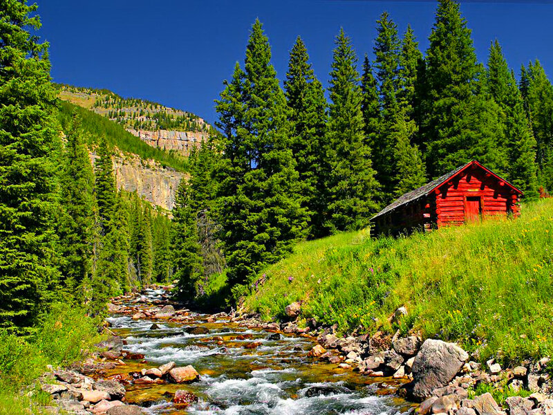 Red Cabin in Forest — Green, Serene, Afternoon