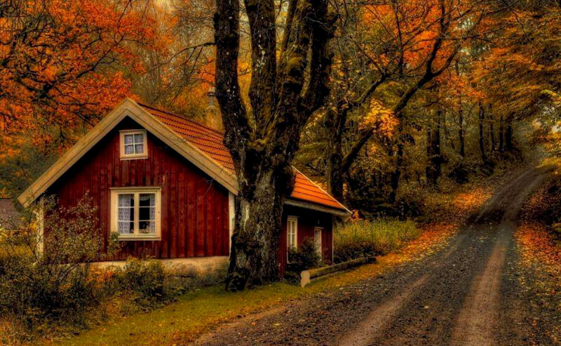 Red Cabin in Forest — Serene