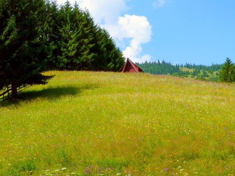 Red Cabin in Meadow