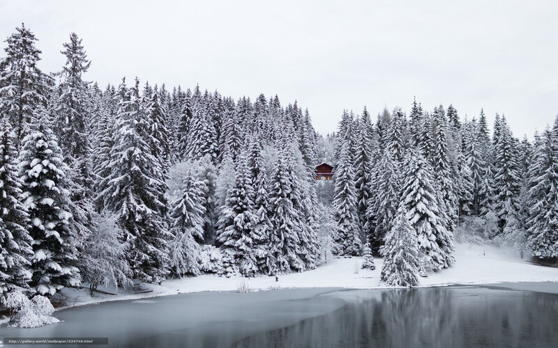 Red Cabin in Snowy Forest — White, Serene