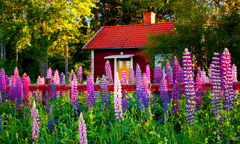 Red Cabin with Lupine Flowers