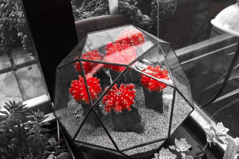 Red Cacti in Terrarium