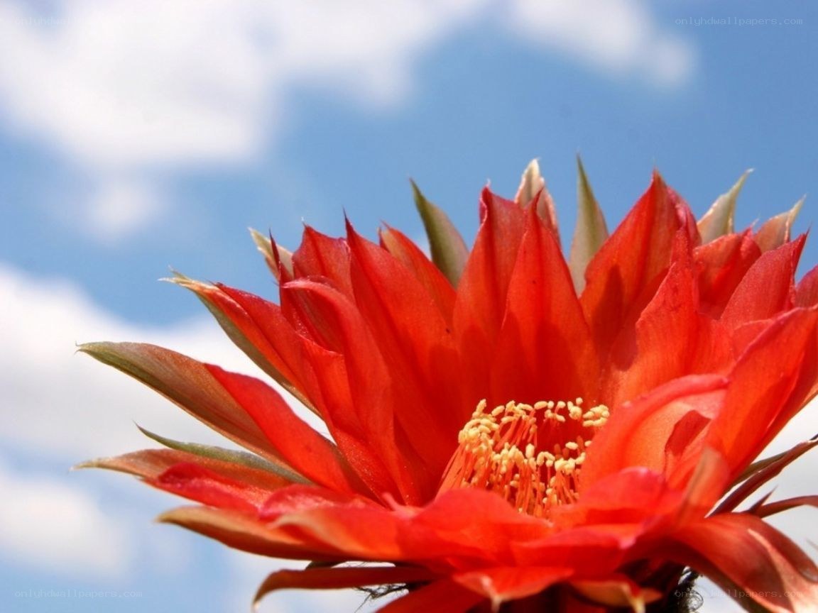 Red cactus flower against blue sky