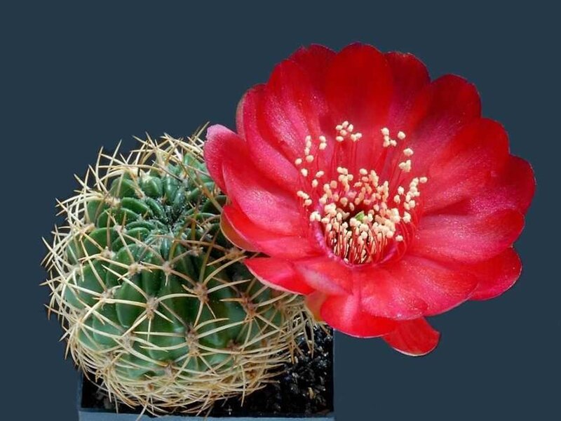 Red Cactus Flower — Calm, Photograph