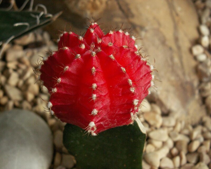 Red Cactus Flower — Calm