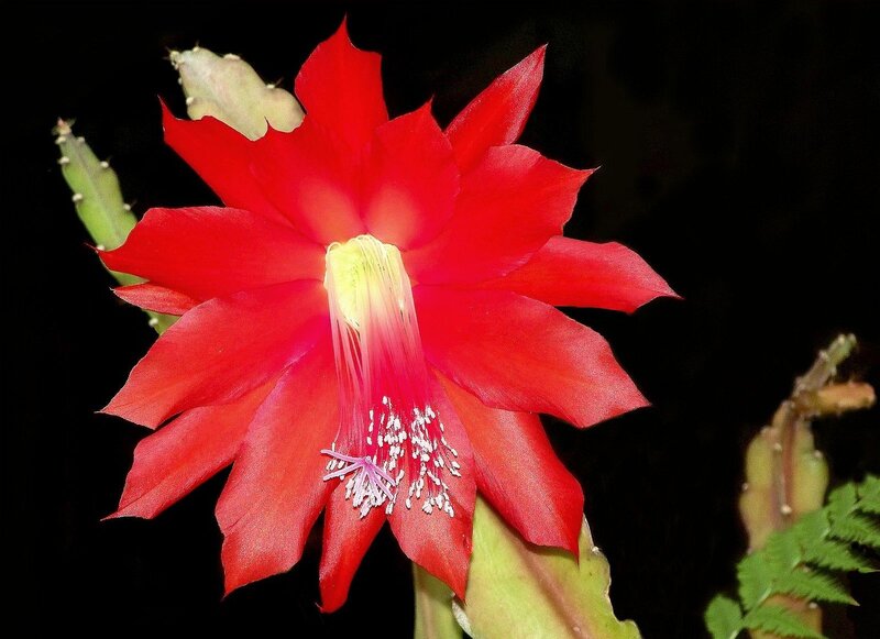 Red Cactus Flower — Dramatic, Night