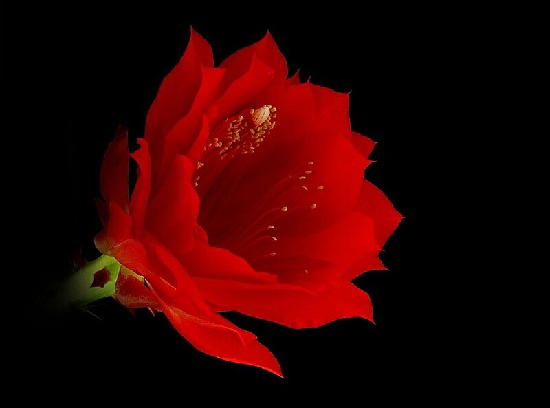 Red Cactus Flower — Dramatic