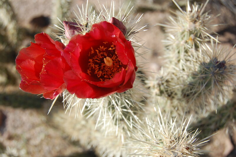 Red cactus flower in bloom