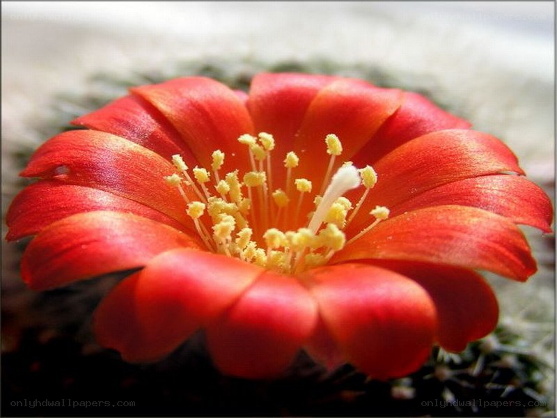 Red cactus flower in bloom
