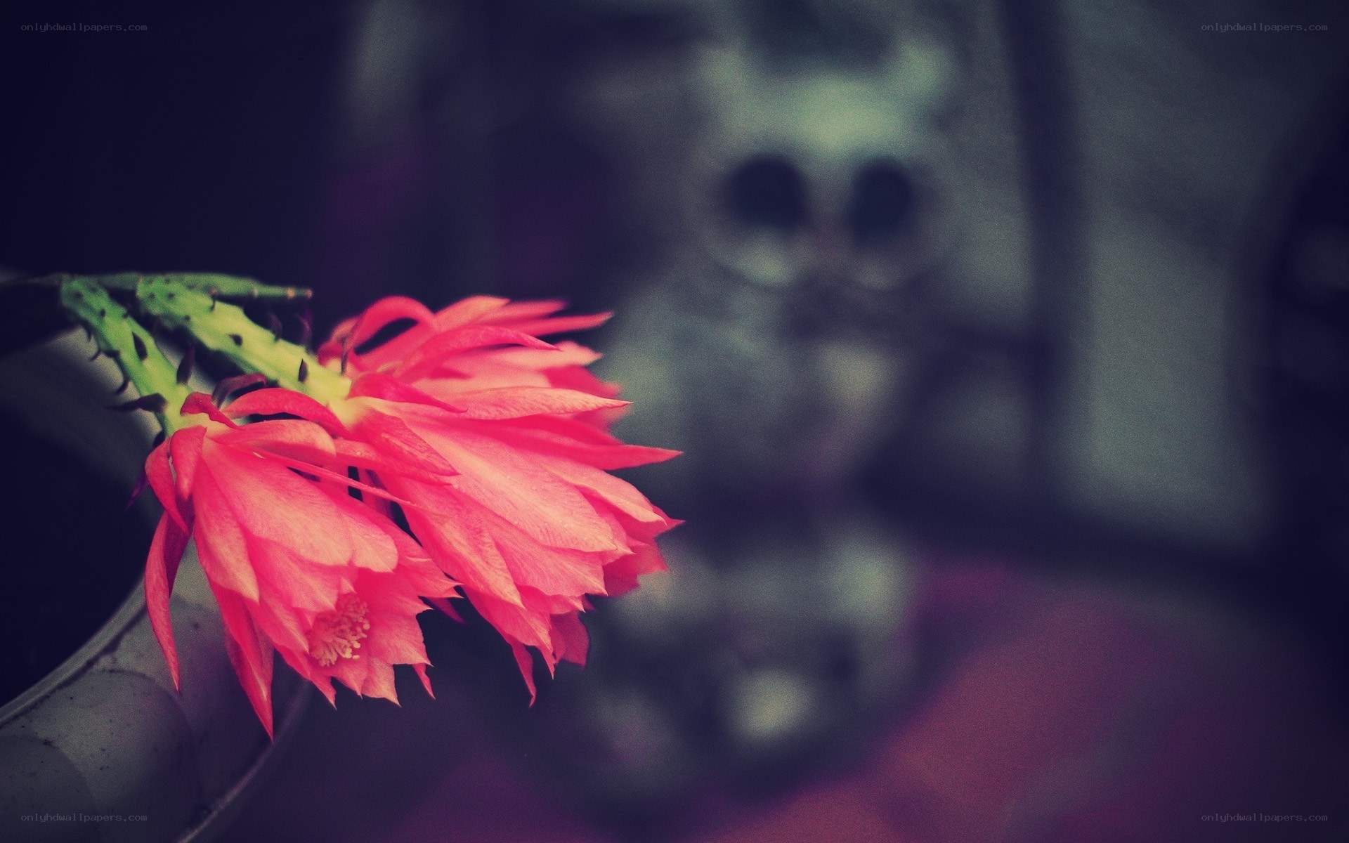 Red cactus flower in focus