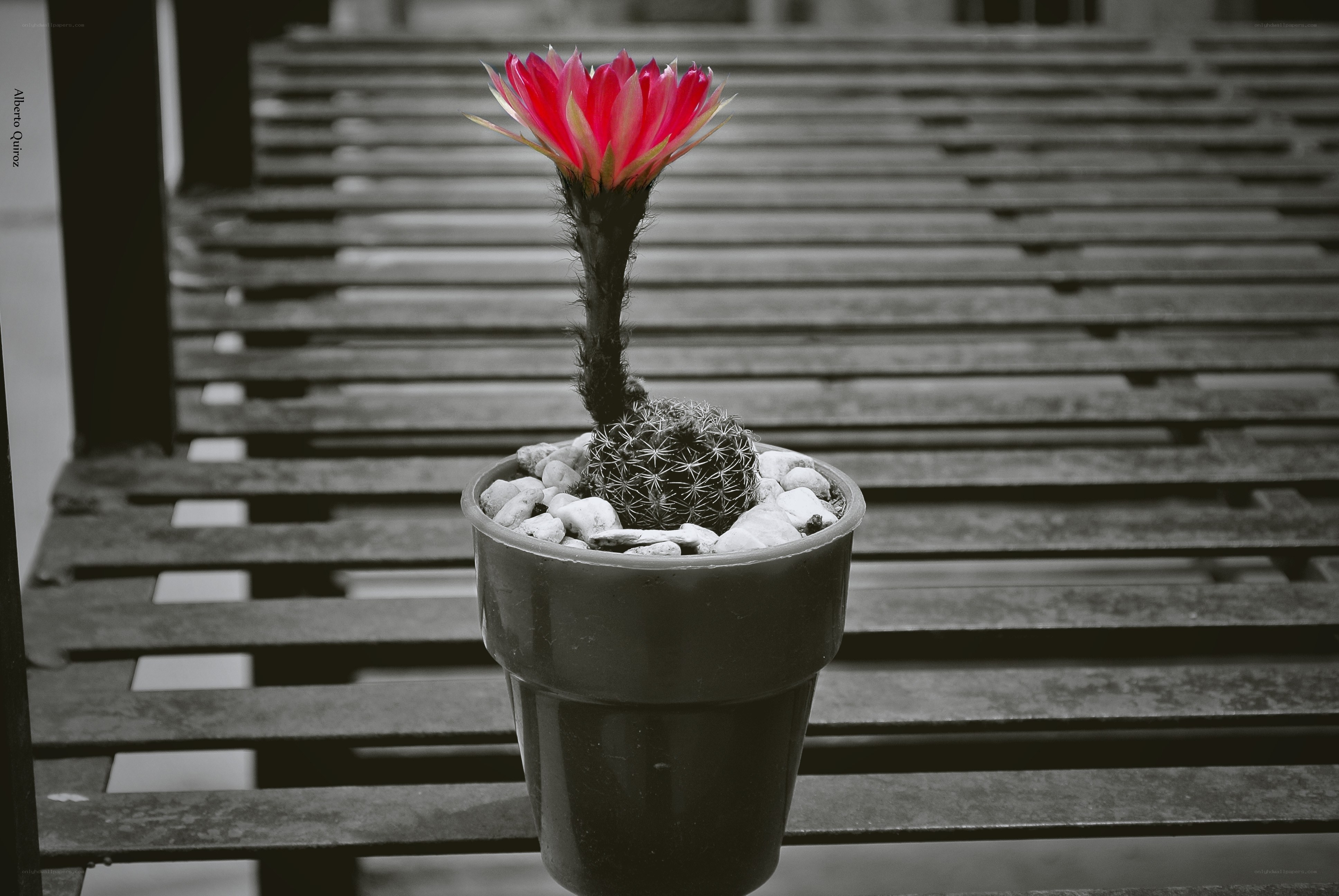 Red cactus flower in pot
