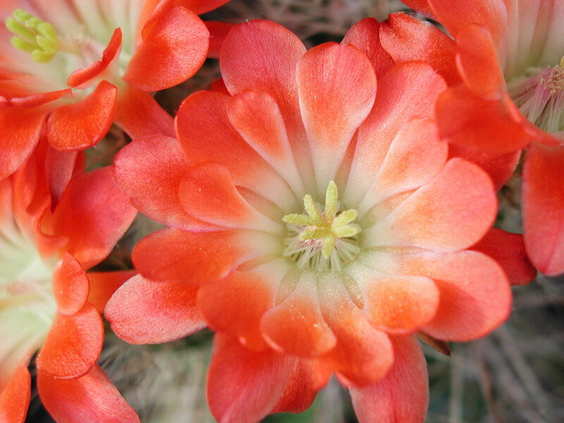Red Cactus Flower — Orange
