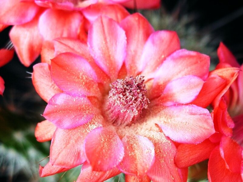 Red Cactus Flower — Pink