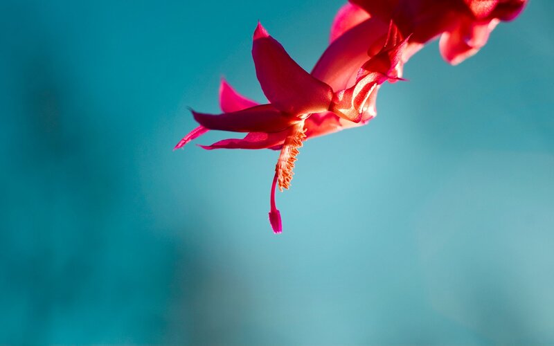 Red Cactus Flower — Serene