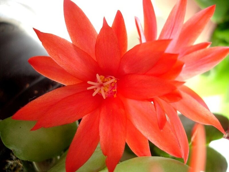 Red Cactus Flower