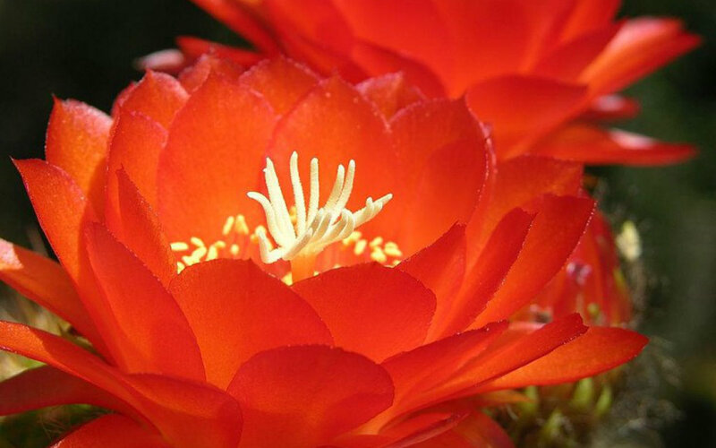 Red Cactus Flower — Vibrant, Afternoon, Photograph
